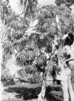 Причудливые деревья - _372.jpg