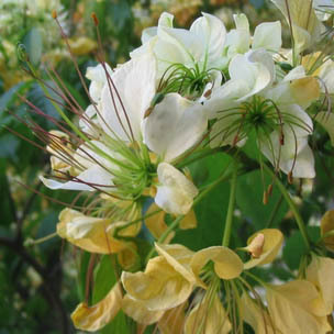 Причудливые деревья - _381.jpg