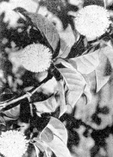 Причудливые деревья - _382.jpg