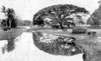 Причудливые деревья - _383.jpg