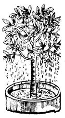 Причудливые деревья - _390.jpg