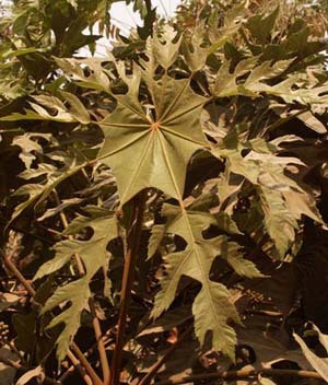 Причудливые деревья - _79.jpg