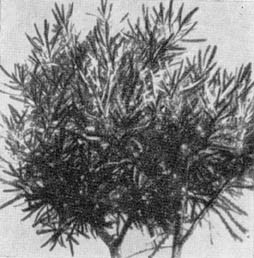 Причудливые деревья - _83.jpg