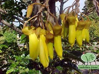 Причудливые деревья - _86.jpg