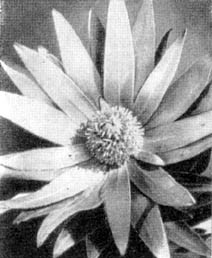 Причудливые деревья - _92.jpg