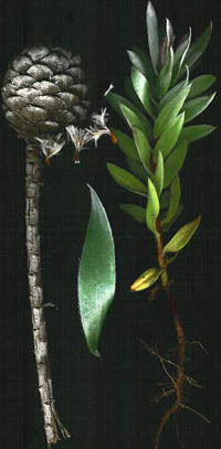 Причудливые деревья - _94.jpg