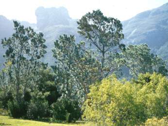 Причудливые деревья - _95.jpg