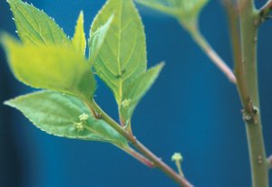 Причудливые деревья - _97.jpg