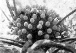 Причудливые деревья - _98.jpg