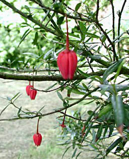 Причудливые деревья - _100.jpg