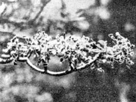 Причудливые деревья - _104.jpg