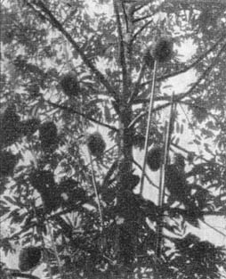 Причудливые деревья - _122.jpg