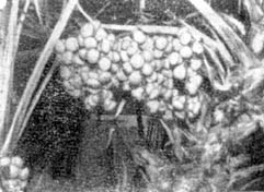 Причудливые деревья - _130.jpg