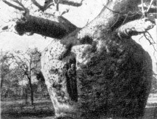 Причудливые деревья - _214.jpg