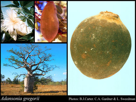 Причудливые деревья - _215.jpg