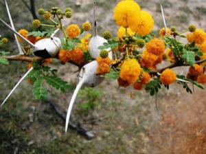 Причудливые деревья - _287.jpg