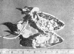 Причудливые деревья - _288.jpg