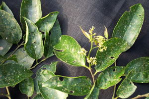 Причудливые деревья - _305.jpg