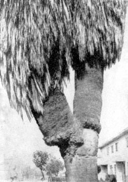 Причудливые деревья - _311.jpg