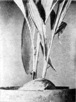 Причудливые деревья - _312.jpg