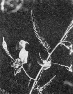 Причудливые деревья - _318.jpg