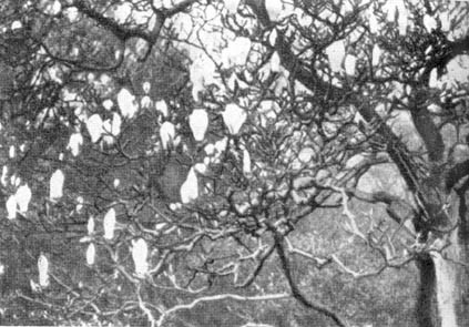 Причудливые деревья - _332.jpg