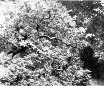 Причудливые деревья - _334.jpg