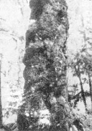 Причудливые деревья - _340.jpg