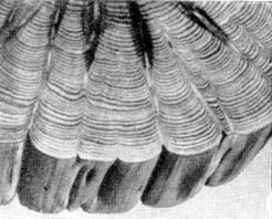 Причудливые деревья - _344.jpg