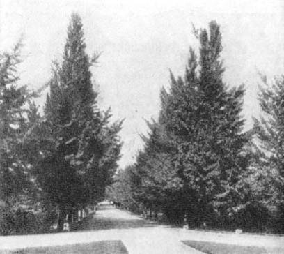 Причудливые деревья - _363.jpg