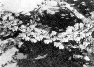 Причудливые деревья - _364.jpg