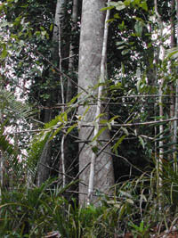 Причудливые деревья - _371.jpg