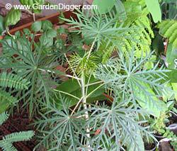 Причудливые деревья - _373.jpg