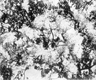 Причудливые деревья - _377.jpg