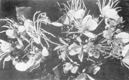 Причудливые деревья - _380.jpg