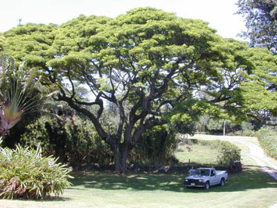 Причудливые деревья - _384.jpg