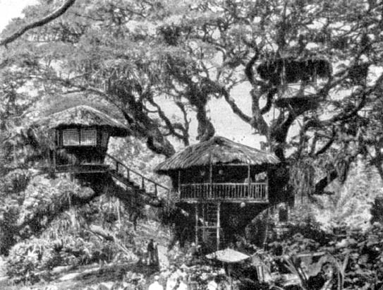 Причудливые деревья - _391.jpg