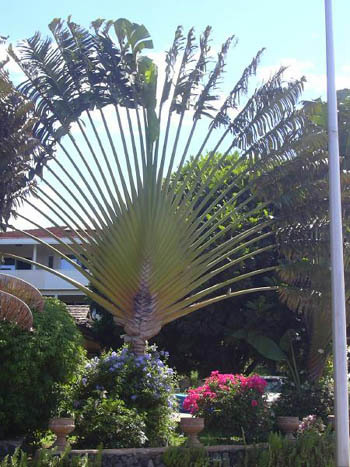 Причудливые деревья - _82.jpg