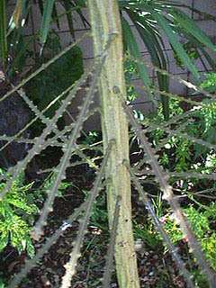 Причудливые деревья - _84.jpg