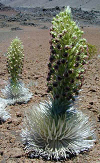 Причудливые деревья - _91.jpg