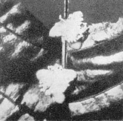 Причудливые деревья - _96.jpg