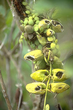 Причудливые деревья - _289.jpg