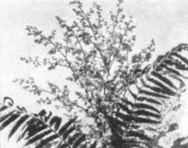 Причудливые деревья - _308.jpg