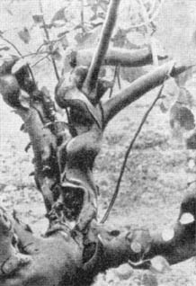 Причудливые деревья - _338.jpg