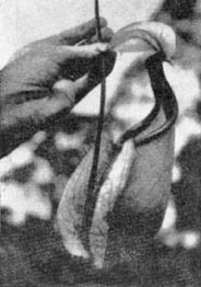 Причудливые деревья - _369.jpg