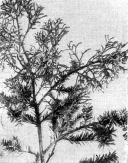 Причудливые деревья - _88.jpg