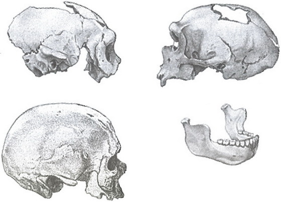 Скелеты в шкафу. Драматичная эволюция человека - i_011.jpg