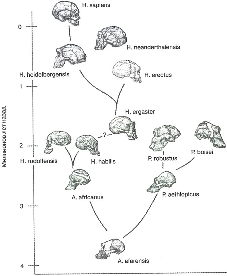 Скелеты в шкафу. Драматичная эволюция человека - i_037.jpg