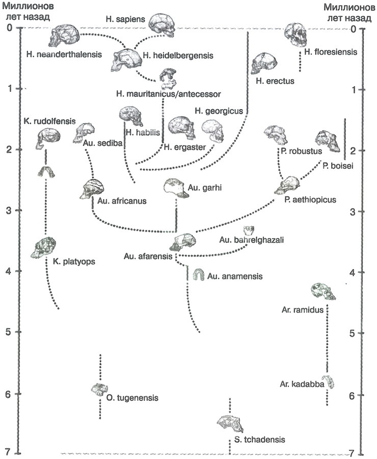 Скелеты в шкафу. Драматичная эволюция человека - i_038.jpg