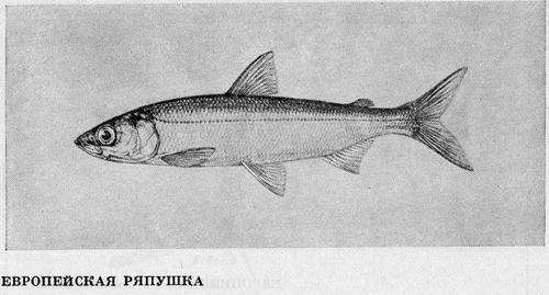 Рыбы Подмосковья - _25.jpg